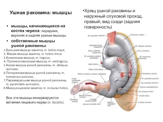 Ушная раковина: мышцы Хрящ ушной раковины и наружный слуховой проход, правый;