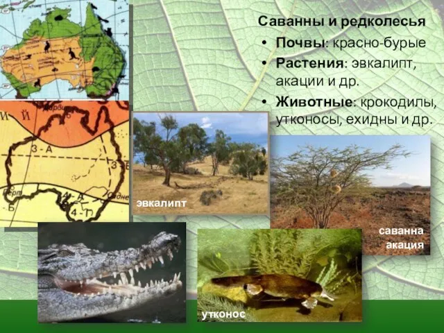 Саванны и редколесья Почвы: красно-бурые Растения: эвкалипт, акации и др. Животные: