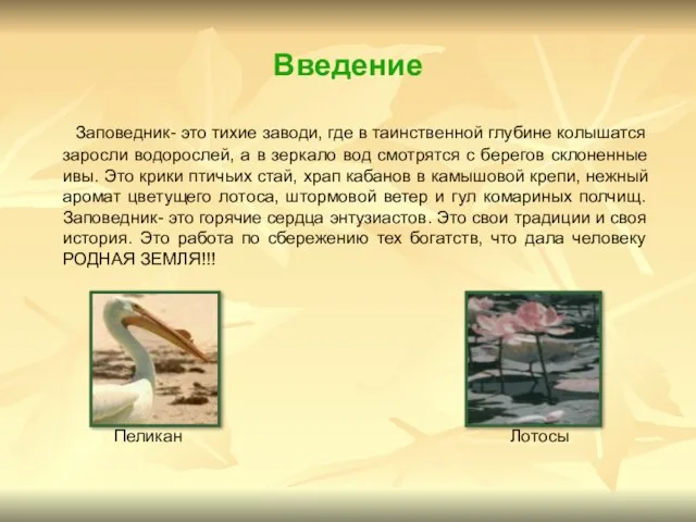 Введение Заповедник- это тихие заводи, где в таинственной глубине колышатся заросли