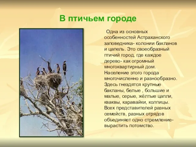 В птичьем городе Одна из основных особенностей Астраханского заповедника- колонии бакланов