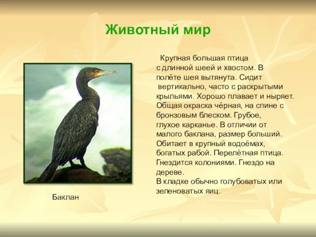 Животный мир Крупная большая птица с длинной шеей и хвостом. В