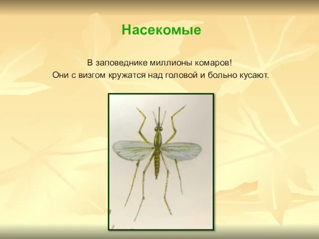 Насекомые В заповеднике миллионы комаров! Они с визгом кружатся над головой и больно кусают.