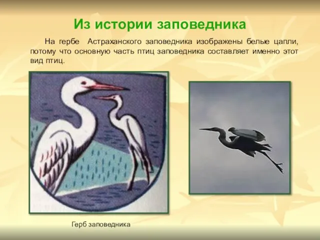 Из истории заповедника На гербе Астраханского заповедника изображены белые цапли, потому