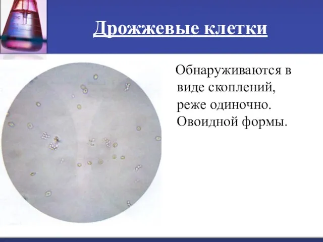 Дрожжевые клетки Обнаруживаются в виде скоплений, реже одиночно. Овоидной формы.