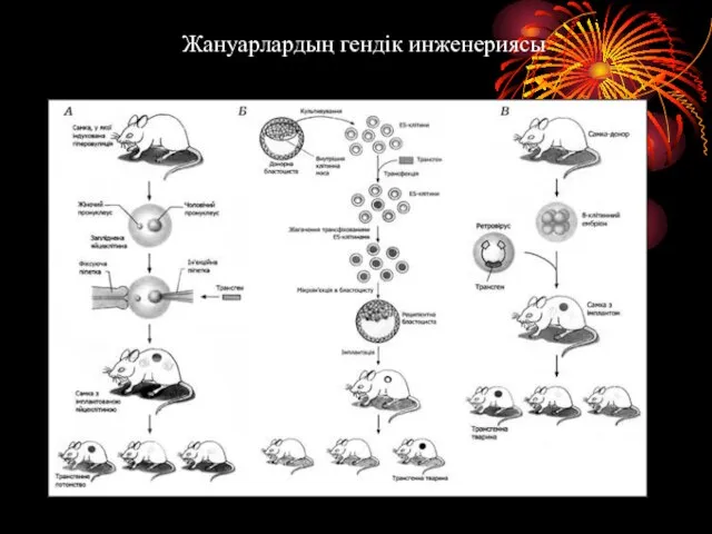 Жануарлардың гендік инженериясы