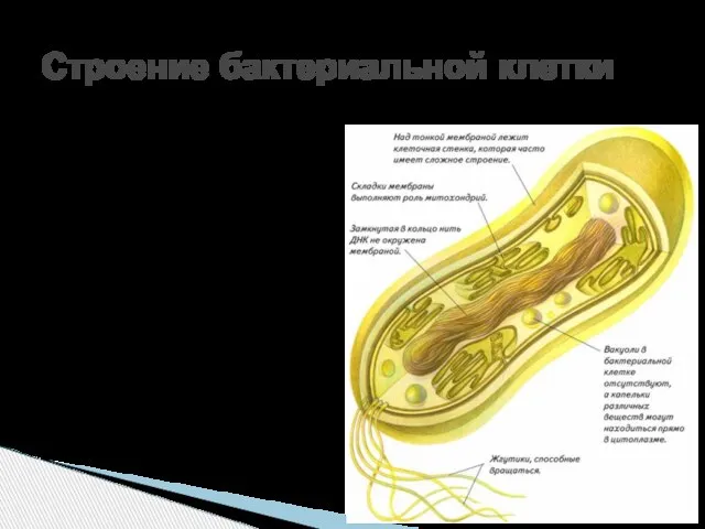 Строение бактериальной клетки