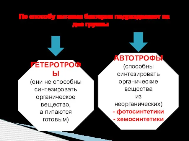 По способу питания бактерии подразделяют на две группы ГЕТЕРОТРОФЫ (они не