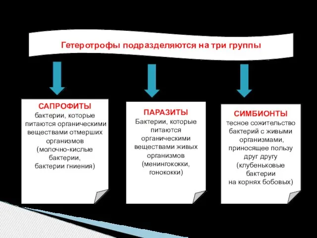 Гетеротрофы подразделяются на три группы САПРОФИТЫ бактерии, которые питаются органическими веществами