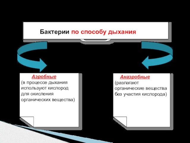 Бактерии по способу дыхания Анаэробные (разлагают органические вещества без участия кислорода)