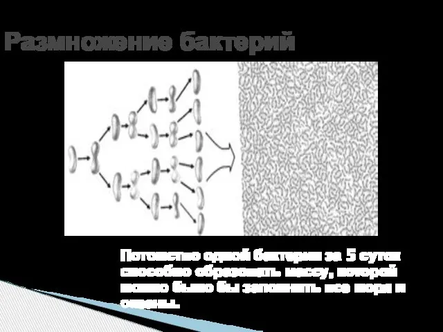 Потомство одной бактерии за 5 суток способно образовать массу, которой можно