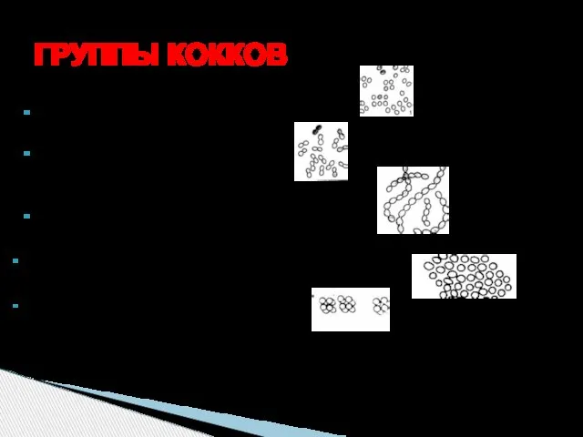 ГРУППЫ КОККОВ кокки (шаровидные) - одиночные диплококки (собраны по два) стрептококки