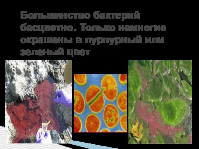 Большинство бактерий бесцветно. Только немногие окрашены в пурпурный или зеленый цвет