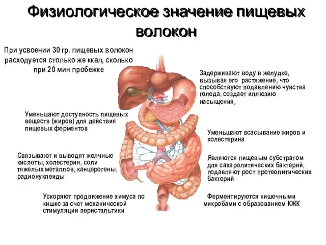 Физиологическое значение пищевых волокон Задерживают воду в желудке, вызывая его растяжение,