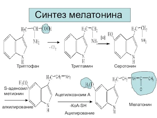 Синтез мелатонина Триптофан Триптамин Серотонин [o] S-аденозил метионин Ацетилкоэнзим А -КоА-SH алкилирование Ацилирование Мелатонин