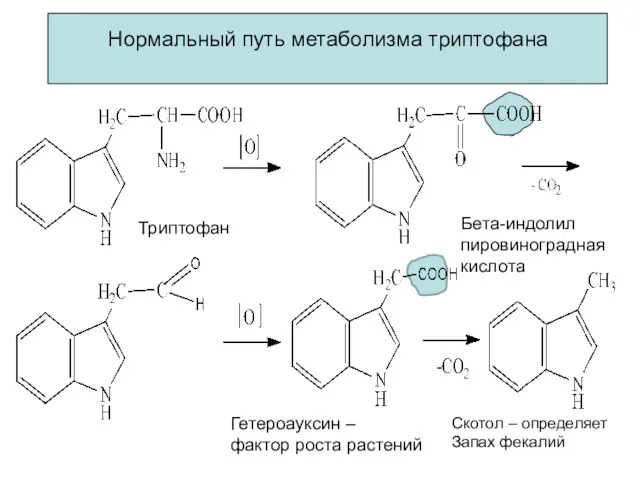 Нормальный путь метаболизма триптофана Триптофан Бета-индолил пировиноградная кислота Гетероауксин – фактор