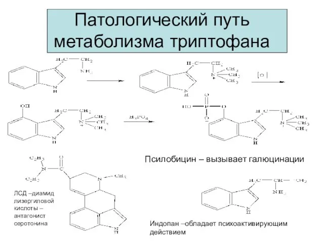 Патологический путь метаболизма триптофана Псилобицин – вызывает галюцинации ЛСД –диамид лизергиловой