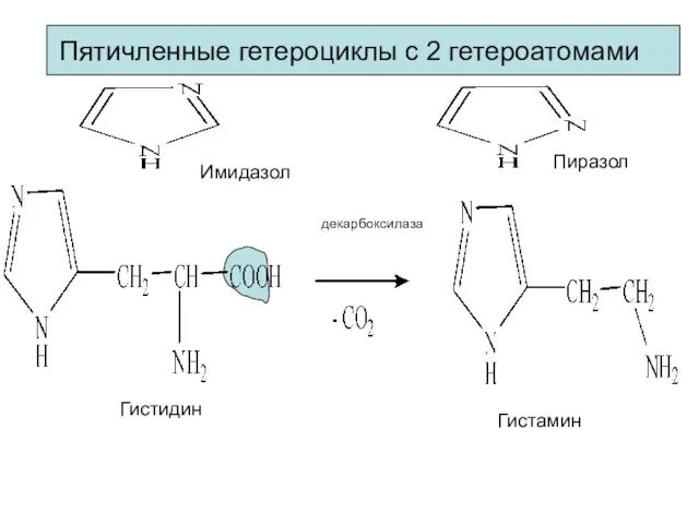 Пятичленные гетероциклы с 2 гетероатомами Имидазол Пиразол Гистидин Гистамин декарбоксилаза