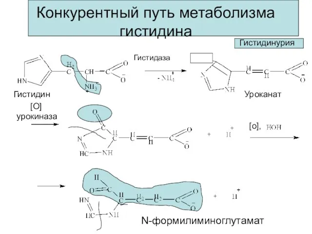 Конкурентный путь метаболизма гистидина Гистидин Гистидаза Уроканат [O] [o], урокиназа N-формилиминоглутамат Гистидинурия