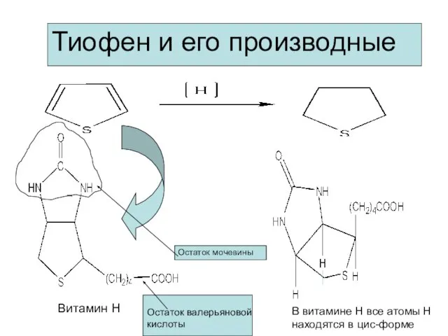 Тиофен и его производные Витамин Н Остаток мочевины Остаток валерьяновой кислоты