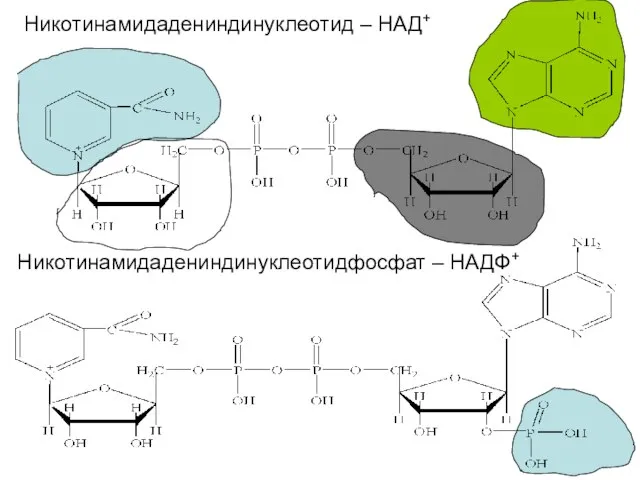 Никотинамидадениндинуклеотид – НАД+ Никотинамидадениндинуклеотидфосфат – НАДФ+