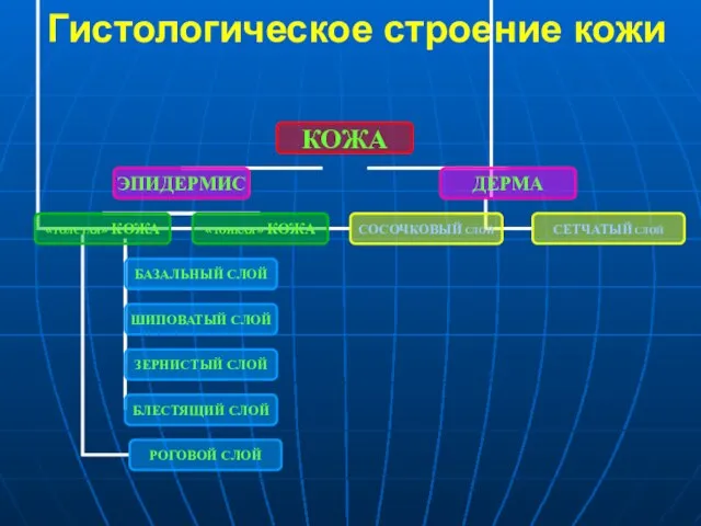 Гистологическое строение кожи