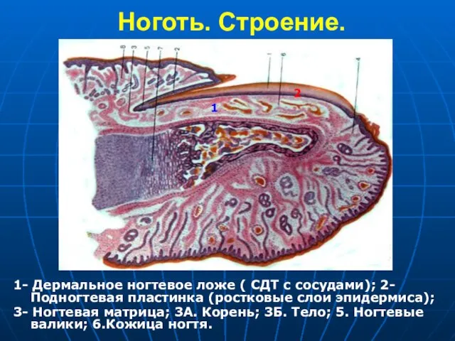 Ноготь. Строение. 1- Дермальное ногтевое ложе ( СДТ с сосудами); 2-