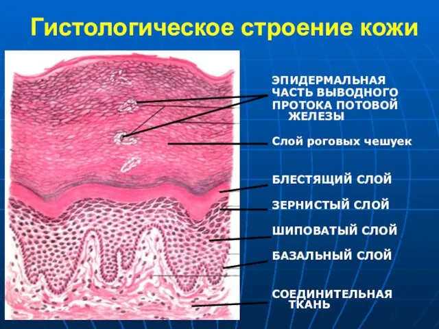 Гистологическое строение кожи ЭПИДЕРМАЛЬНАЯ ЧАСТЬ ВЫВОДНОГО ПРОТОКА ПОТОВОЙ ЖЕЛЕЗЫ Слой роговых