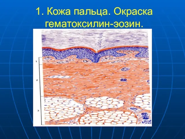 1. Кожа пальца. Окраска гематоксилин-эозин.