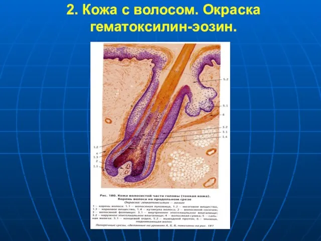 2. Кожа с волосом. Окраска гематоксилин-эозин.