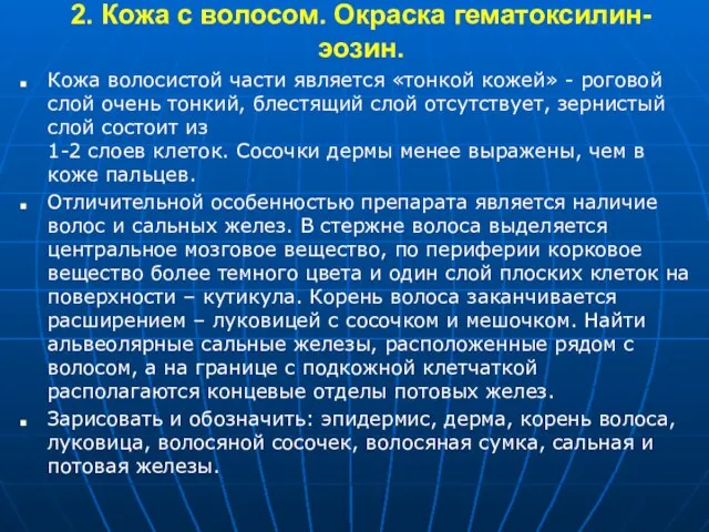 2. Кожа с волосом. Окраска гематоксилин-эозин. Кожа волосистой части является «тонкой