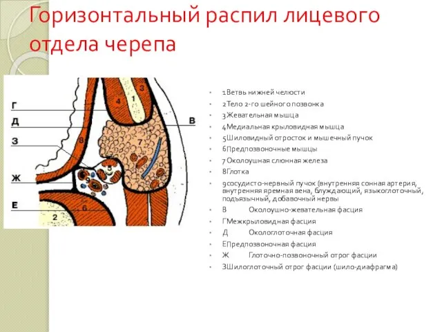 Горизонтальный распил лицевого отдела черепа 1 Ветвь нижней челюсти 2 Тело