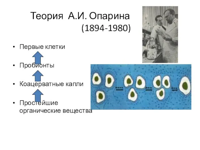 Теория А.И. Опарина (1894-1980) Первые клетки Пробионты Коацерватные капли Простейшие органические вещества