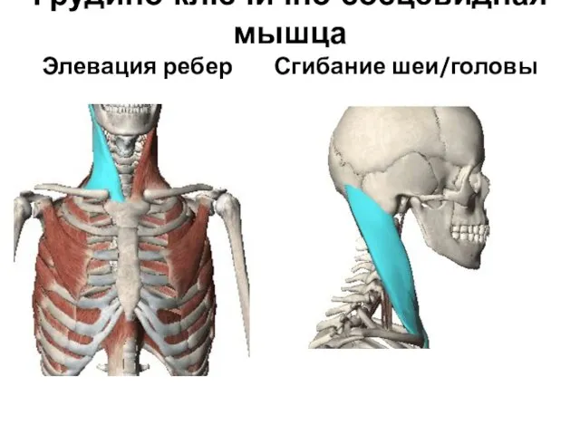 Грудино-ключично-сосцевидная мышца Элевация ребер Сгибание шеи/головы