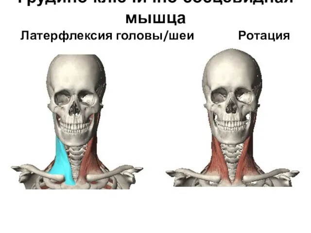 Грудино-ключично-сосцевидная мышца Латерфлексия головы/шеи Ротация