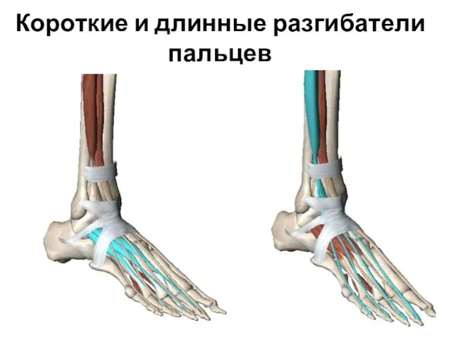 Короткие и длинные разгибатели пальцев