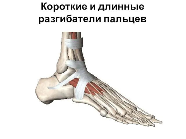 Короткие и длинные разгибатели пальцев