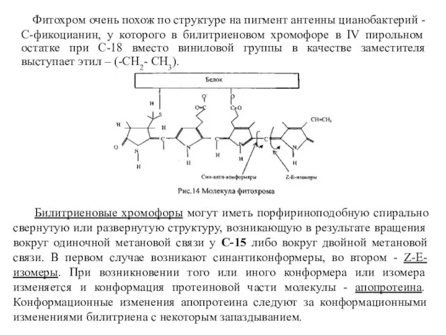 Фитохром очень похож по структуре на пигмент антенны цианобактерий - С-фикоцианин,