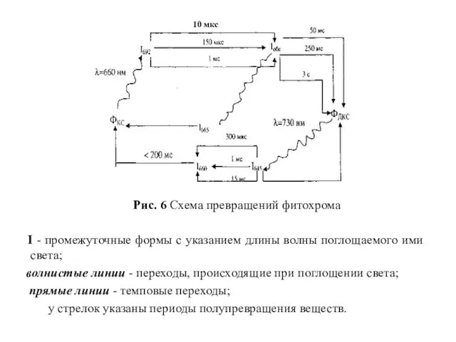 Рис. 6 Схема превращений фитохрома I - промежуточные формы с указанием