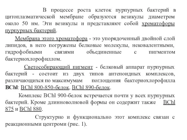 В процессе роста клеток пурпурных бактерий в цитоплазматической мембране образуются везикулы