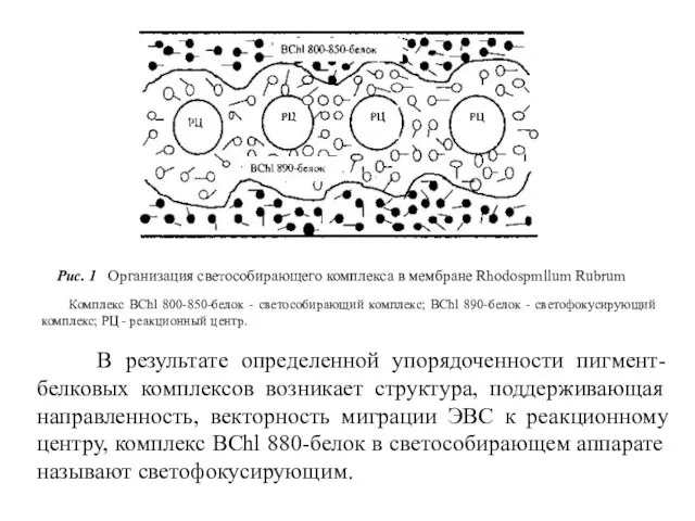 В результате определенной упорядоченности пигмент- белковых комплексов возникает структура, поддерживающая направленность,