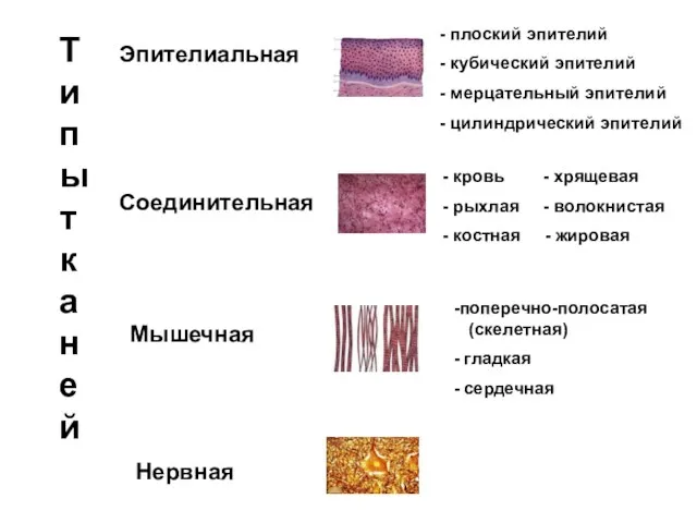 Типы тканей Эпителиальная Мышечная Соединительная Нервная плоский эпителий кубический эпителий мерцательный