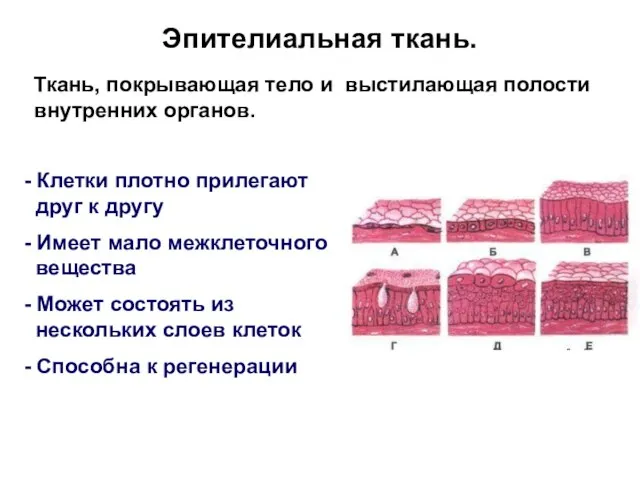 Эпителиальная ткань. Ткань, покрывающая тело и выстилающая полости внутренних органов. -