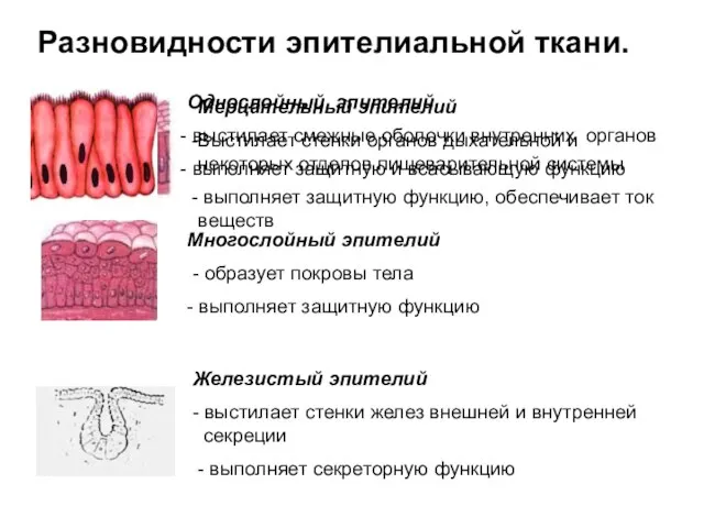 Разновидности эпителиальной ткани. Однослойный эпителий выстилает смежные оболочки внутренних органов выполняет