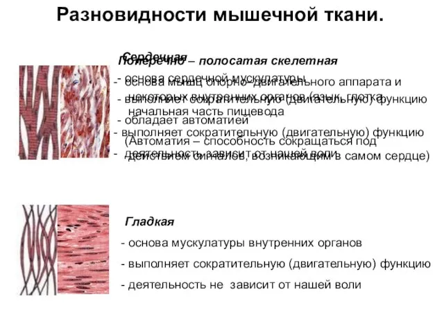 Разновидности мышечной ткани. Поперечно – полосатая скелетная основа мышц опорно–двигательного аппарата