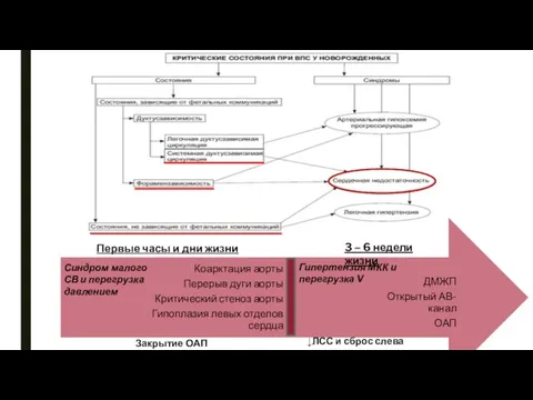 3 – 6 недели жизни ↓ЛСС и сброс слева направо Первые