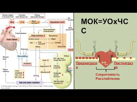Преднагрузка Постнагрузка Сократимость Расслабление МОК=УОхЧСС S. Silbernagl, F. Lang, Color Atlas
