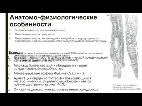 Анатомо-физиологические особенности Более выражен стромальный компонент; Меньшее количество миоцитов; Меньшее количество