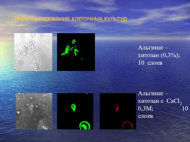 Инкапсулирование клеточных культур Альгинат – хитозан (0,3%); 10 слоев Альгинат –