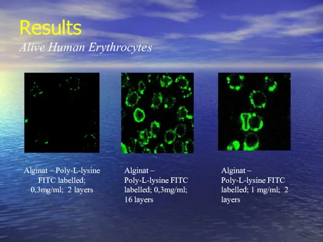 Results Alive Human Erythrocytes Alginat – Poly-L-lysine FITC labelled; 0,3mg/ml; 2