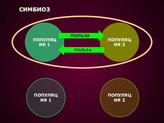 СИМБИОЗ ПОПУЛЯЦИЯ 1 ПОПУЛЯЦИЯ 2 ПОЛЬЗА ПОЛЬЗА ПОПУЛЯЦИЯ 1 ПОПУЛЯЦИЯ 2